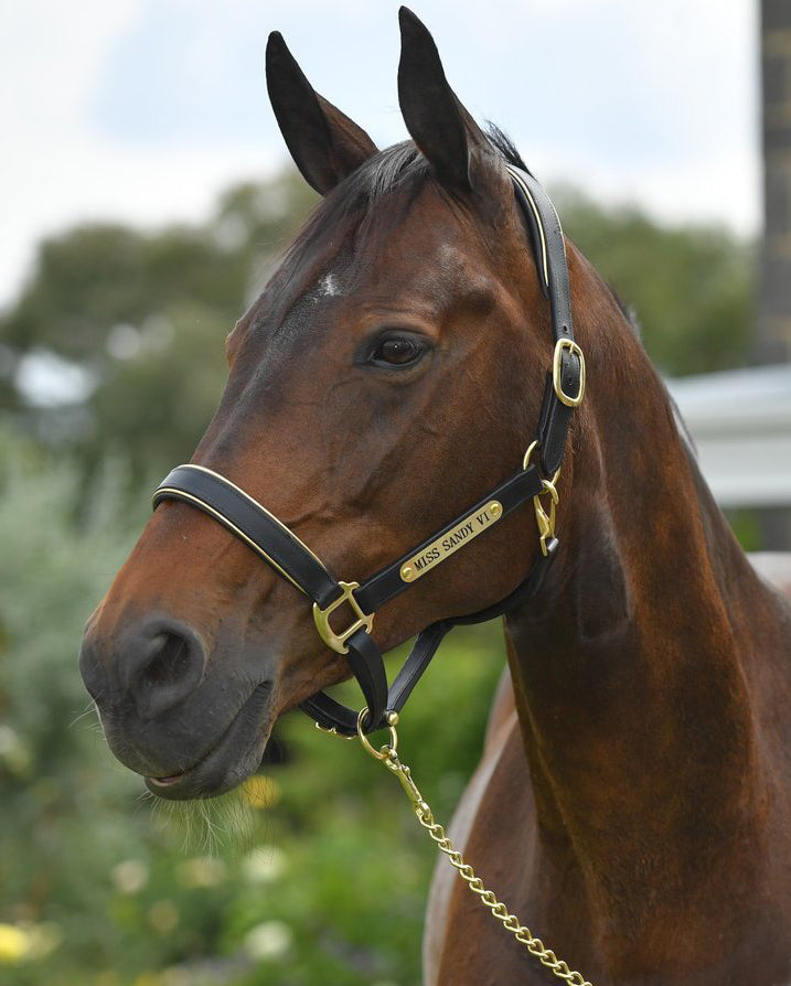 Longe Chaîne Laiton Et Cuir Pour Cheval - Walsall Argosy - NC EQUINE - Noir Ou Marron