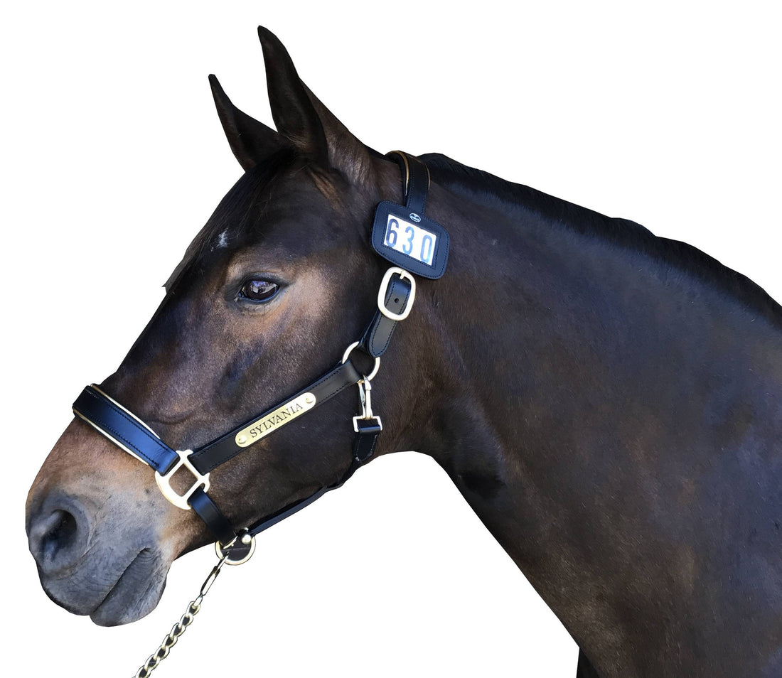 🐴EA Dressage Rule Update🐴