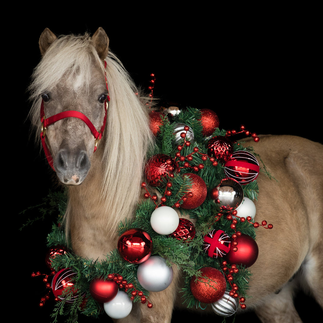 10 Christmas Gift Ideas for your Horse