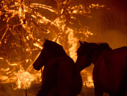 Horses and Bushfire Season