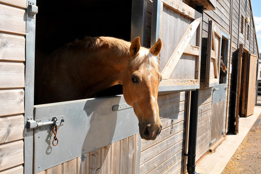 Go on Vacations when you have a Horse at Home