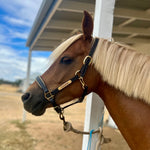 Leather Halter - Brass Fittings with Engraved Horse Nameplate