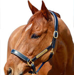 Horse Halter Nameplate