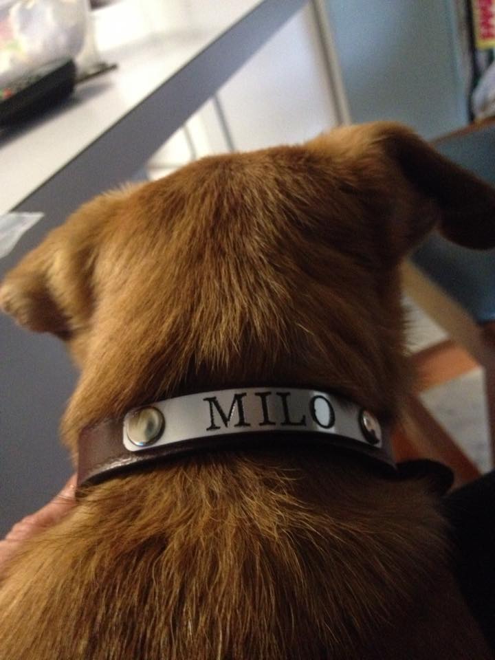 Custom Engraved Leather Dog Collar