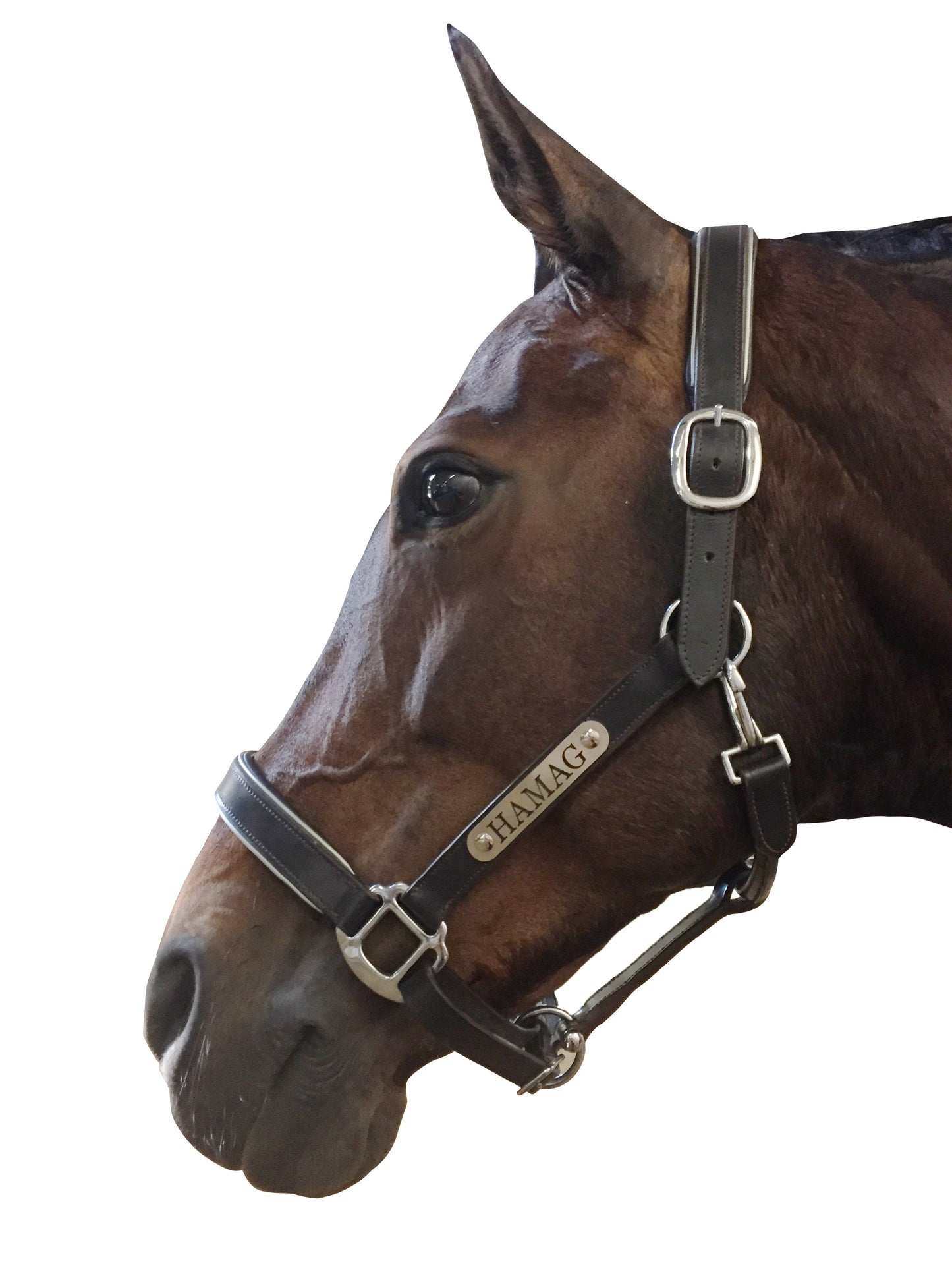 Leather Halter - Stainless Buckles with Engraved Horse Nameplate