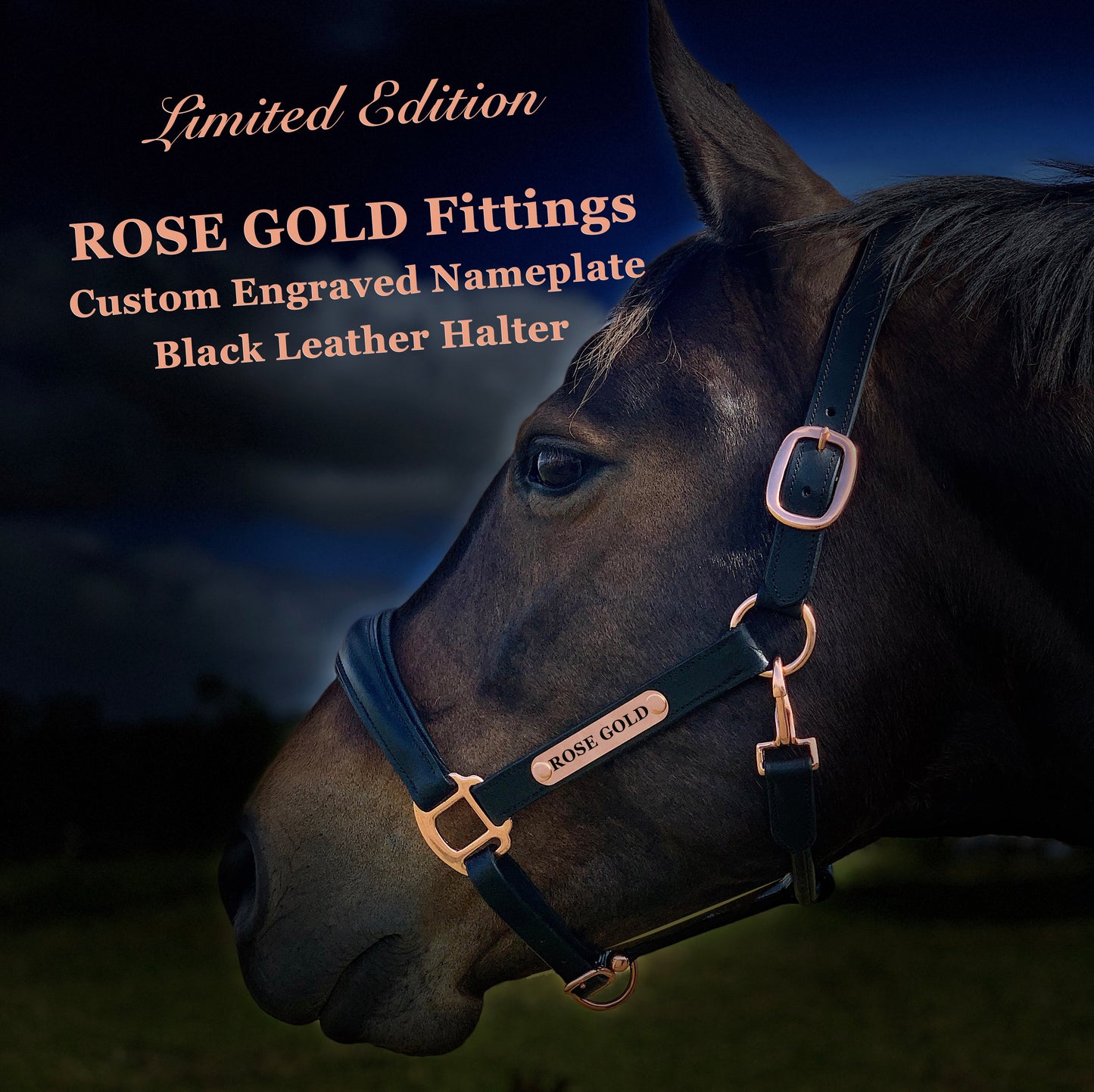 Black Leather Halter - Rose Gold Fittings with Engraved Horse Nameplate