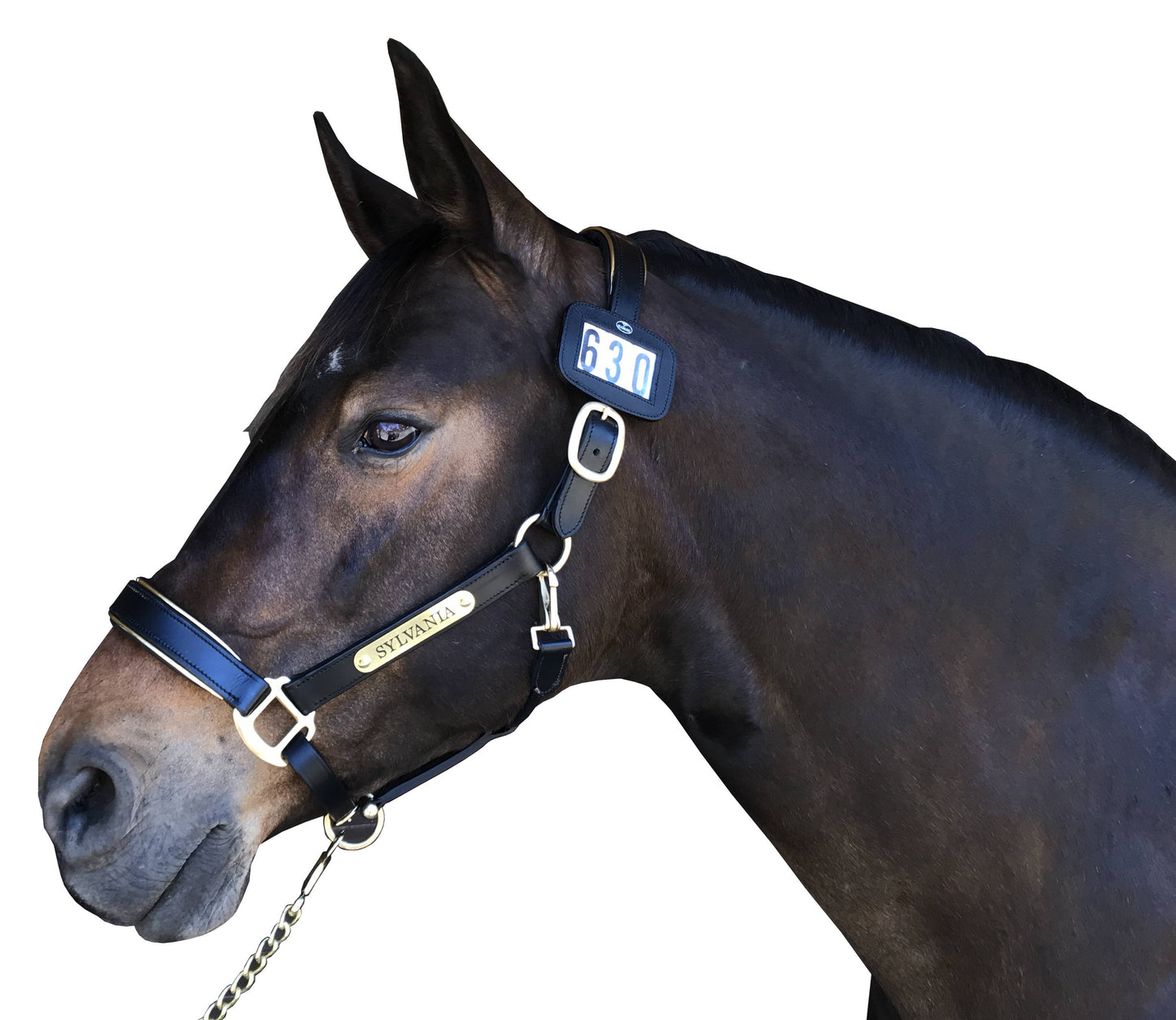 Hamag™ Leather Halter Number Holders (Pair)