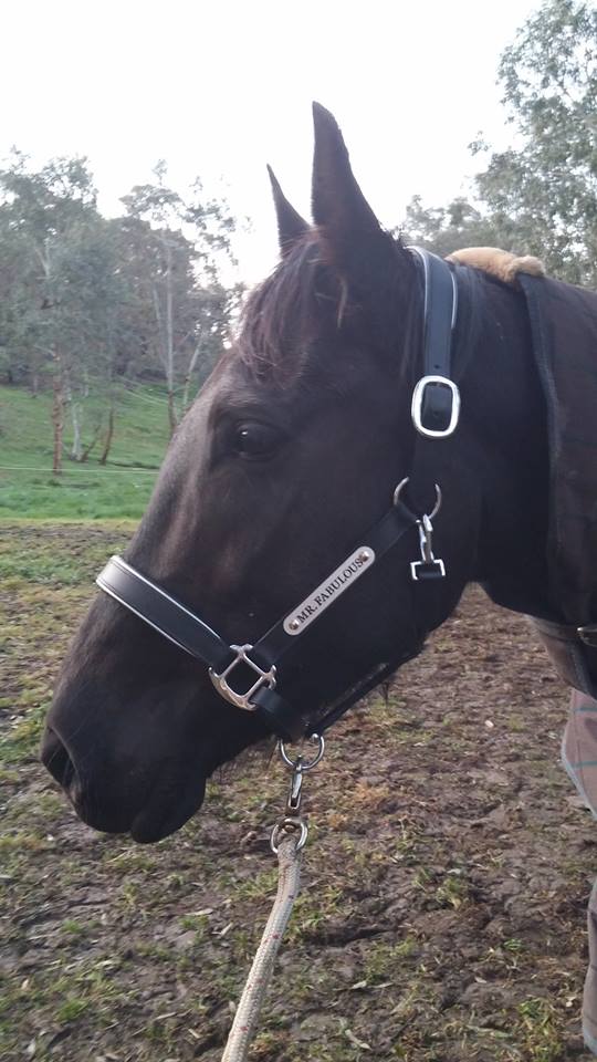 Leather Halter - Stainless Buckles with Engraved Horse Nameplate