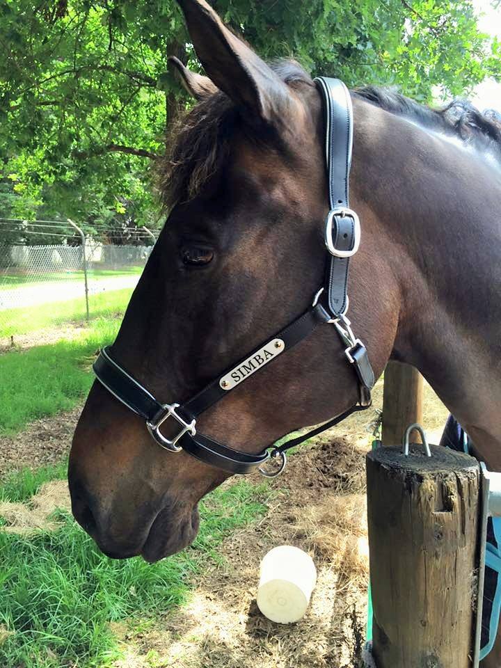 Leather Halter - Stainless Buckles with Engraved Horse Nameplate